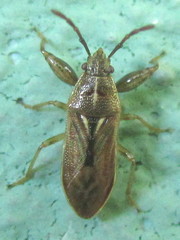 Pachygronthidae