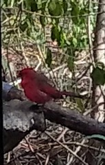 Cardinalis cardinalis