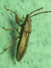 Pachygronthidae