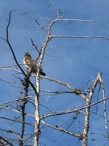 iNaturalist observation photo of Red-tailed Hawk