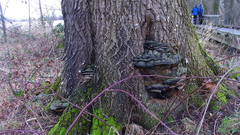 Phellinus everhartii