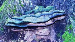 Phellinus everhartii