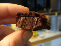 Phellinus everhartii