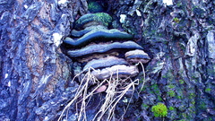 Phellinus everhartii