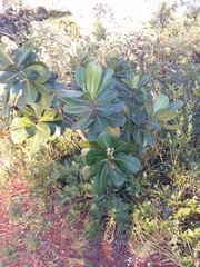 Himatanthus obovatus