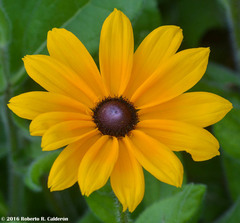 Rudbeckia hirta