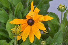 Rudbeckia hirta