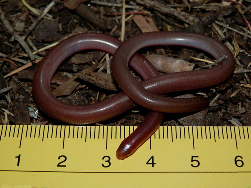 Prong-snouted Blind Snake sighting