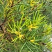 Persoonia mollis caleyi - Photo 由 Casey 所上傳的 (c) Casey，保留部份權利CC BY-NC