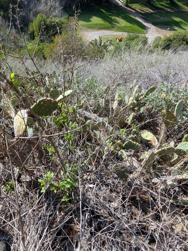 Santa Catalina Figwort (Scrophularia villosa)