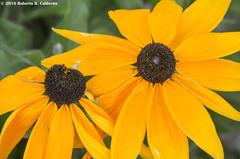 Rudbeckia hirta