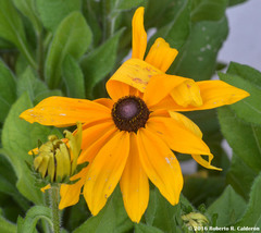 Rudbeckia hirta