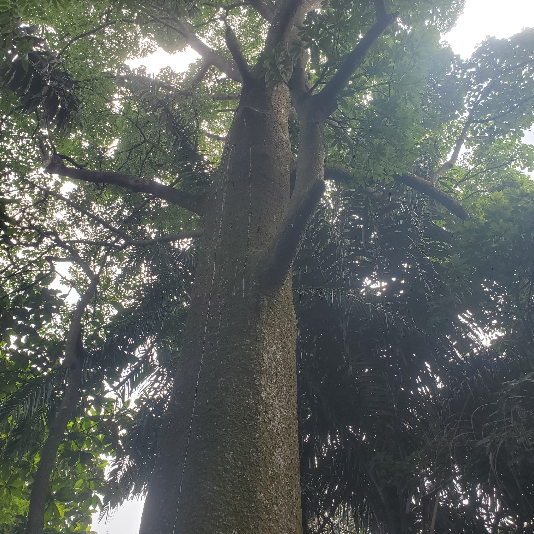 Imagem de Jelutong