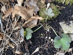 Tiarella stolonifera