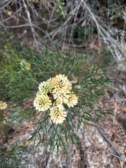 Petrophile sessilis
