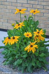 Rudbeckia hirta