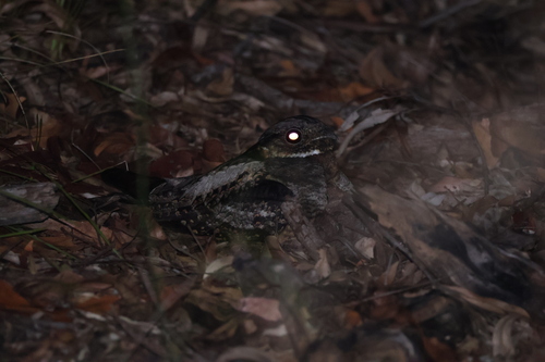 White-throated Nightjar (Eurostopodus mystacalis), photo 7
