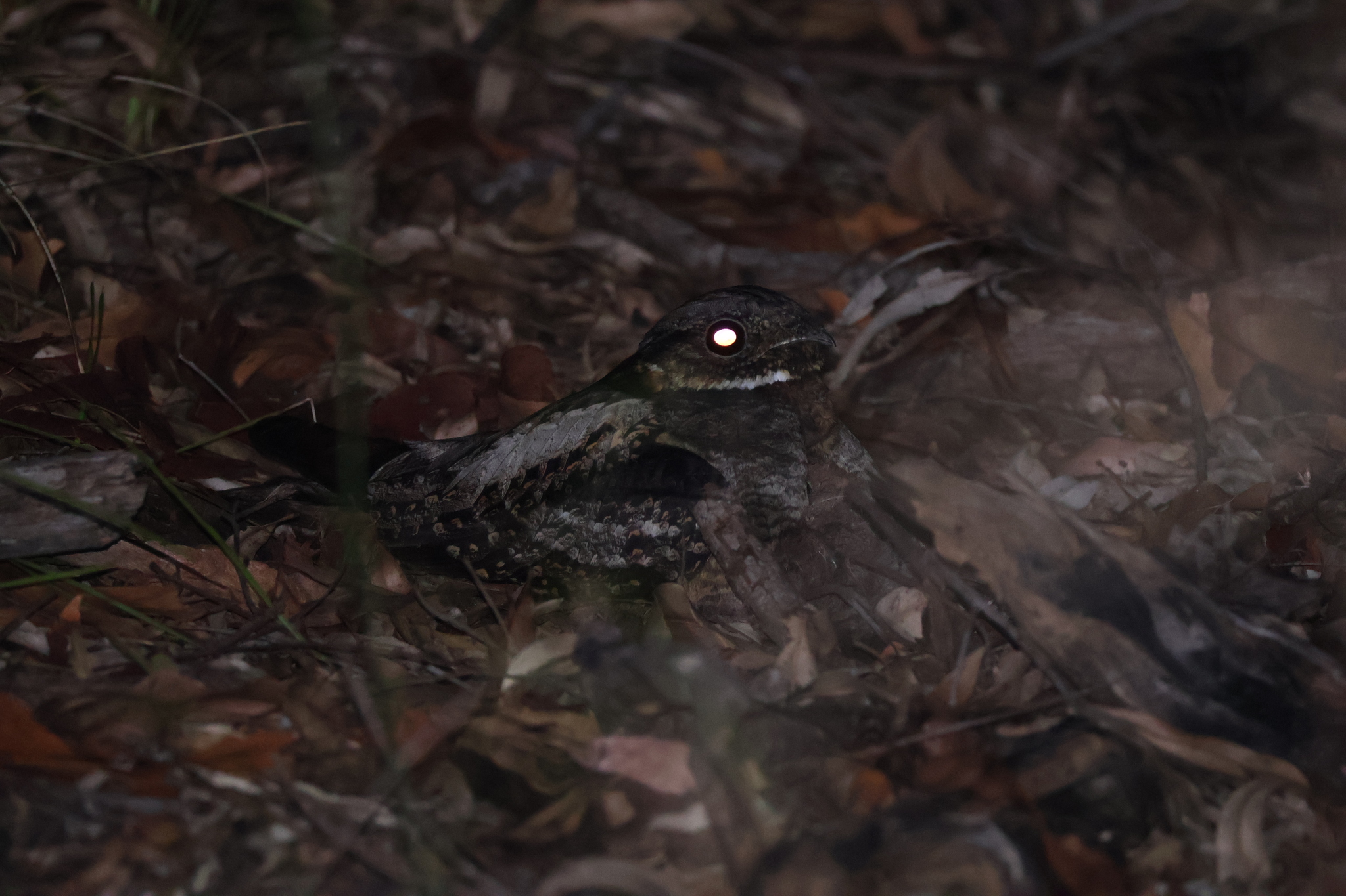 White-throated Nightjar (Eurostopodus mystacalis), photo 9