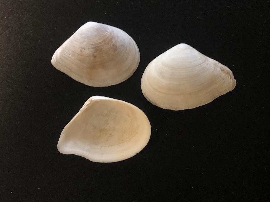 Austromacoma