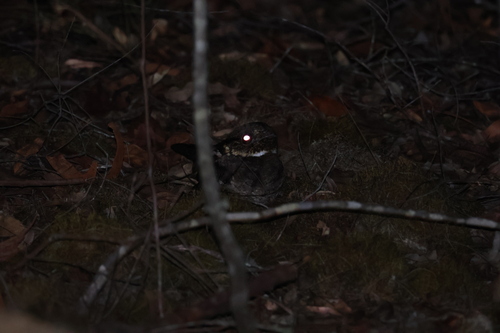 White-throated Nightjar (Eurostopodus mystacalis), photo 8
