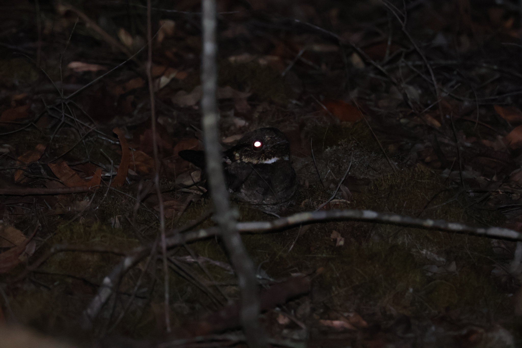 White-throated Nightjar (Eurostopodus mystacalis), photo 10