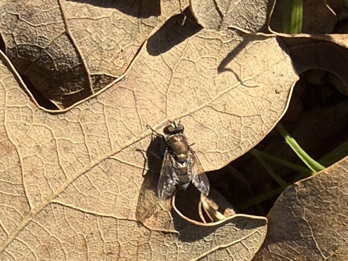 Unknown species found near Cottage Ln, College Station, TX, US