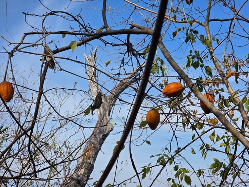 Ibervillea fusiformis
