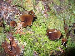 Pseudoplectania melaena