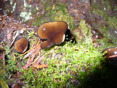 Pseudoplectania melaena