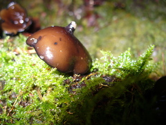Pseudoplectania melaena
