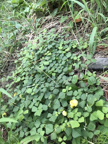 Dunbaria villosa, photograph 2