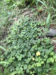 Dunbaria villosa, photograph author not stated, no rights reserved