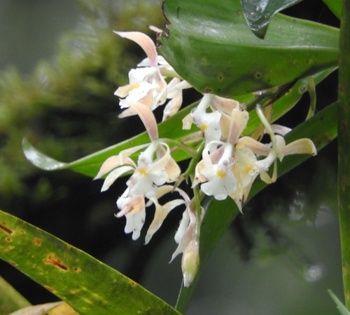 Epidendrum nicaraguense Scheeren ex Hágsater