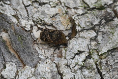 Gymnetis hebraica