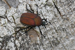 Allorrhina cornifrons