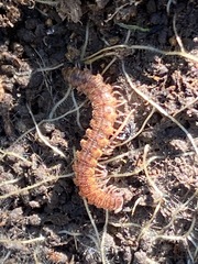 Macrosternodesmidae