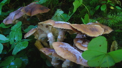Armillaria nabsnona