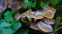 Armillaria nabsnona