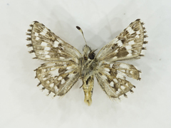 Pyrgus xanthus