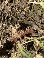 Macrosternodesmidae