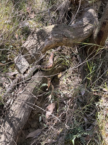 Tiger Snake sighting