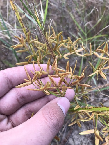 Image of Cyperus lecontei by (c) Brandon Corder, some rights reserved (CC BY)