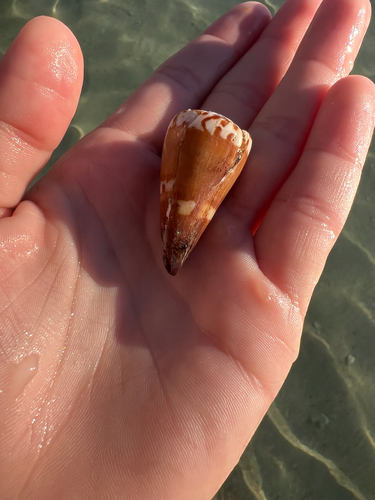 Conus lithoglyphus observed 2025-12-02