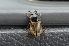Melinopterus