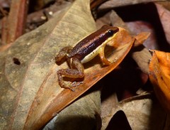Allobates marchesianus