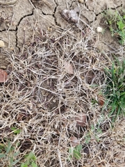 Bouteloua dactyloides