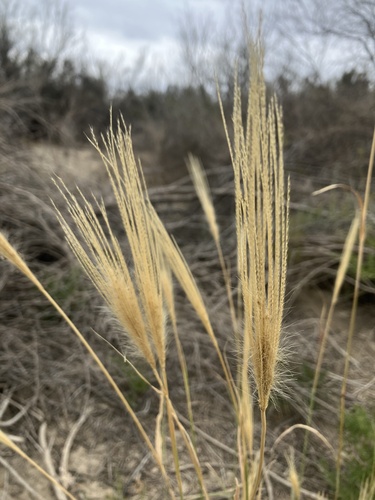 Leptochloa crinita, photograph 6