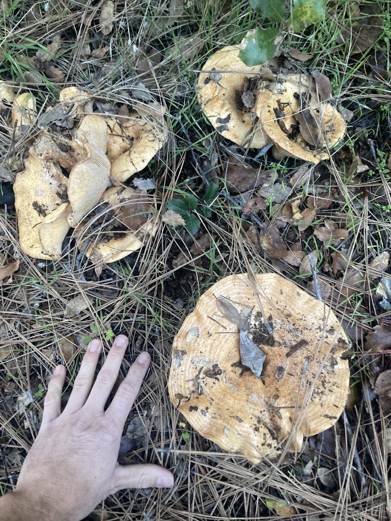 Lactarius alnicola · December 2025 · photo: © serpophaga (iNaturalist, cc-by)