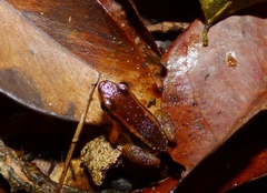 Allobates marchesianus