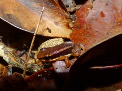 Allobates marchesianus